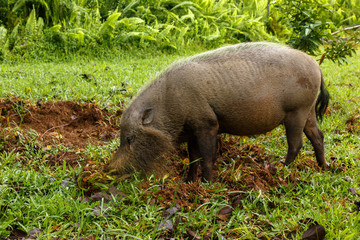 bearded pig digs the earth