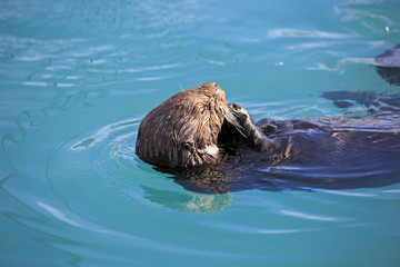 Fototapeta premium Seeotter