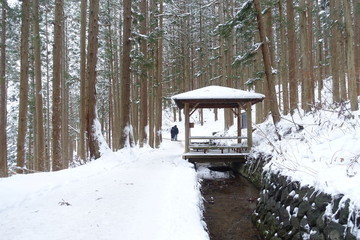 Snowy walk way along pine tree forest during heavy winter snow to Jigokudani Snow Monkey Park, Nagano, Japan
