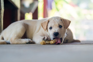 White little puppy chewing bone treat