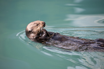 Fototapeta premium Seeotter