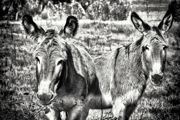 Donkeys eating 4