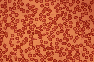 Human Blood Cells