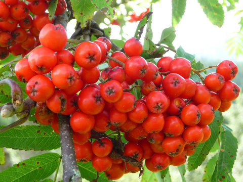 Ebereschenzweig
Ein Ebereschenzweig mit reifen  Fr&uuml;chten.
