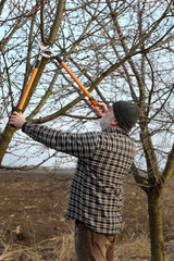 Adult farmer pruning apricot tree in orchard using  loppers