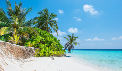 Tropical plants on the beach in the Maldives. White sand tropical island. Palm trees were bent over the water of the ocean.