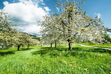 Blooming in spring in the garden. Spring. Fruit trees in bloom. Cherry blossoms. Bright spring fresh greens.