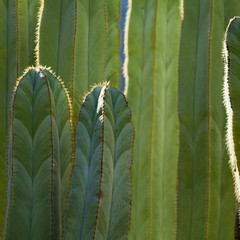 Cactus detail pattern background  - Canarian Spurge, Euphorbia canariensis