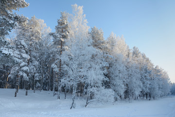 winter forest frosty sunny day