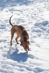 Handsome Hungarian Short Wire haired Pointing pointer Dog Vizsla wearing leather collar running and playing on snow coat. Winter in park. Copy space image.