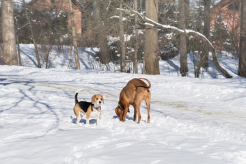Handsome Hungarian Short Wire haired Pointing pointer Dog Vizsla wearing leather collar playing and smelling  with beagle breed dog on snow coat. Winter in park. Copy space image.