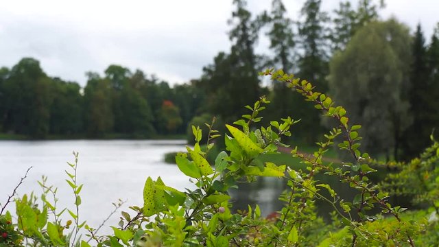 Saint Petersburg. Tsarskoye Selo. Pushkin. Lake and Park. Russia.