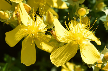 Millepeertuis jaune au printemps au jardin