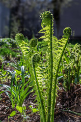 Young leaves of a fern in the sun.