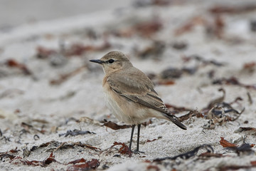 Isabelline wheatear in its natural habitat at the beach