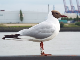 Mouette Allemande