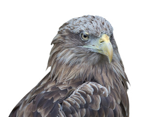isolated on white eagle closeup
