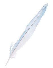 parrot light blue tail feather isolated on white