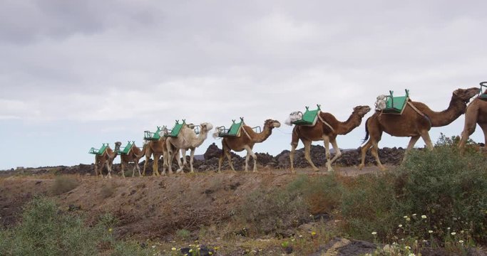 Camels in Timanfaya National Park for tourists riding. Camel tours is popular attraction on Lanzarote, Canary Islands, Spain. RED EPIC SLOW MOTION.