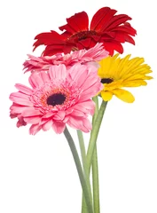 Papier Peint photo Lavable Gerbera four gerbera flowers on white background