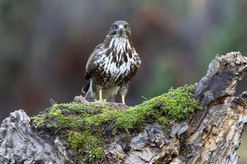 Common buzzard. Buteo buteo