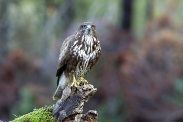 Common buzzard. Buteo buteo