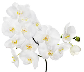 Fototapeta na wymiar white large isolated orchid flowers on branch