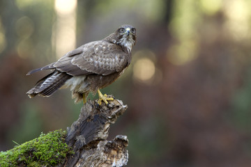 Common buzzard. Buteo buteo