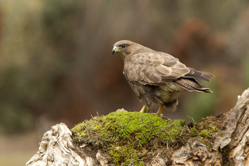 Common buzzard. Buteo buteo
