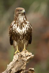 Common buzzard. Buteo buteo