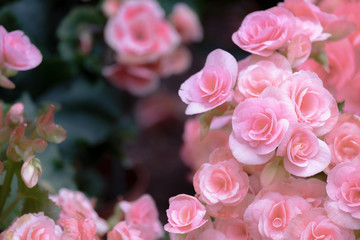 Spring scenes of red and pink begonia blooming flowers in the garden with abstract green soft nature background and wallpaper