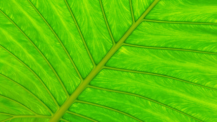Blatt grün - Struktur eines tropischen Riesen-Blattes - Nahaufnahme