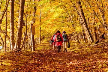 Fototapeta premium People trekking along the walking trail in autumn season in japan