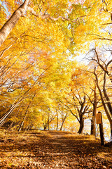 Obraz premium Trekking trail along the forest in Nikko autumn scene