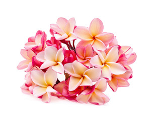 Fototapeta premium frangipani (plumeria) isolated on white background