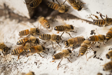 Bees find food and keep in White bee boxes