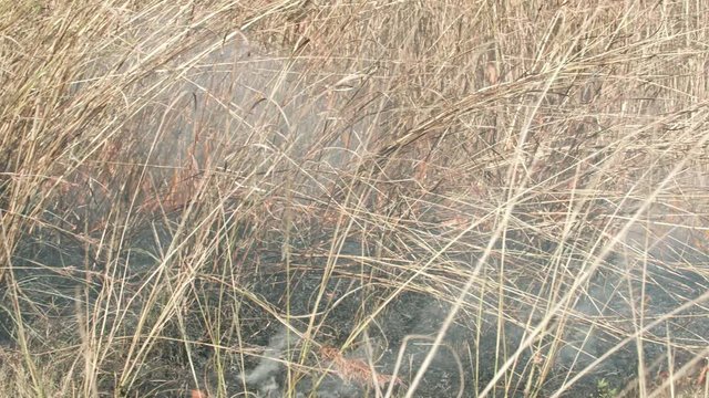 Panning shot of fire starting to burn tall grass
