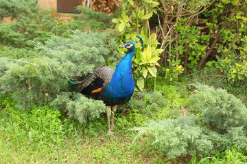 Obraz premium Beautiful bright peacock