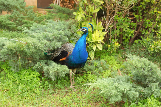 Beautiful bright peacock