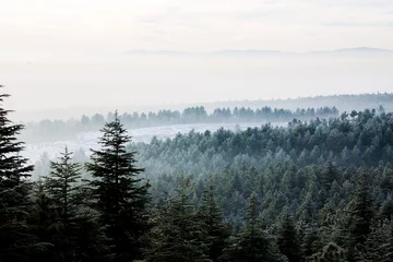 Cercles muraux Forêt dans le brouillard A view from the winter season