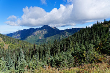 Douglas Fir forests on the Hurricane Hill Trail