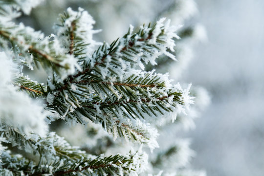 Tannenzweig im Winter