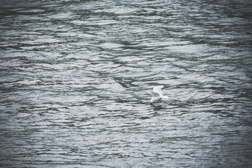 Seagull fly hover over sea water
