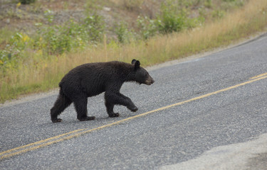 Bär in Kanada