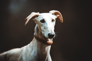 Galgo Espangól in der Natur