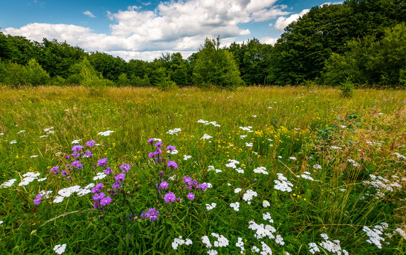 grassy glade with wild herbs. beautiful nature scenery among the forest in summertime