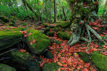 Colourful of maple leafs on the green rocks in autumn season in Phu-Luang wildlife sanctuary, Thailand.