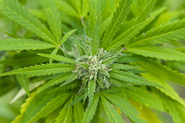 Cannabis flowers