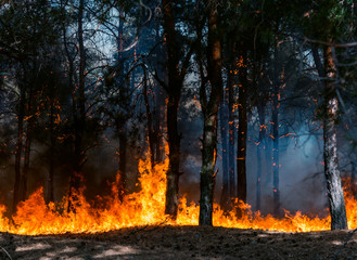 Coniferous forest in fire