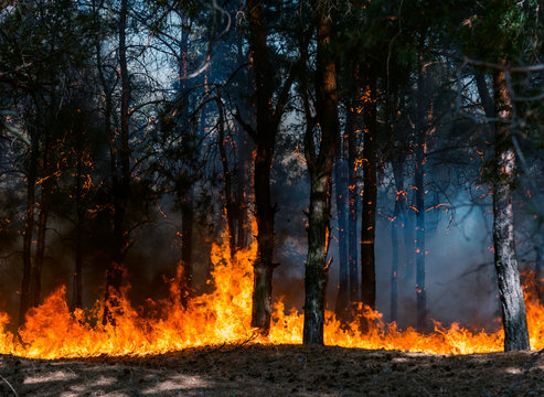 Coniferous forest in fire